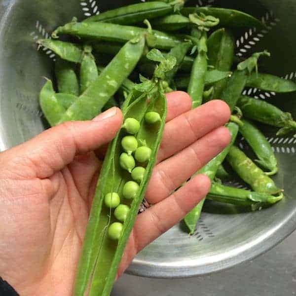 Green Peas - The Lemon Bowl
