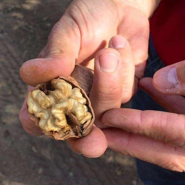 Fresh Walnuts - The Lemon Bowl