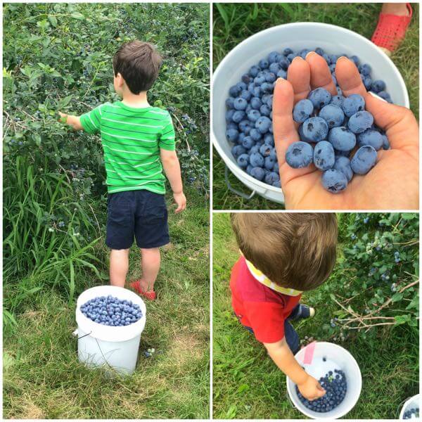 Blueberry Picking - The Lemon Bowl
