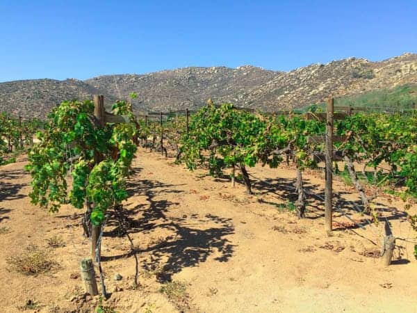 Ensenada Vineyard - The Lemon Bowl